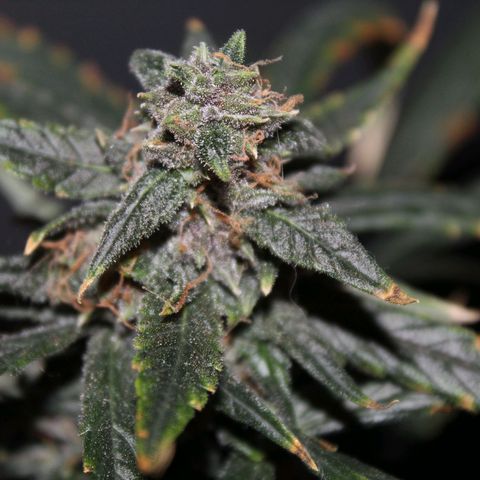 AUTO PURPLE AFEGAN KUSH growlog timeline photo