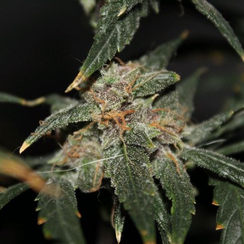AUTO PURPLE AFEGAN KUSH growlog timeline photo