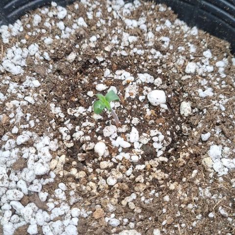 Sugar Black Rose Auto growlog timeline photo