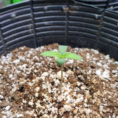 Sugar Black Rose Auto growlog timeline photo
