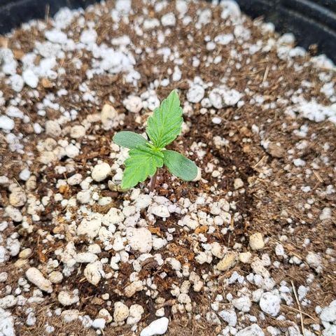 Sugar Black Rose Auto growlog timeline photo