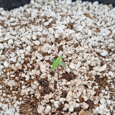 Sugar Black Rose Auto growlog timeline photo