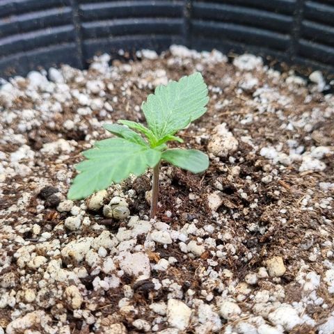 Sugar Black Rose Auto growlog timeline photo