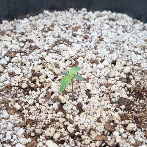 Sugar Black Rose Auto growlog timeline photo
