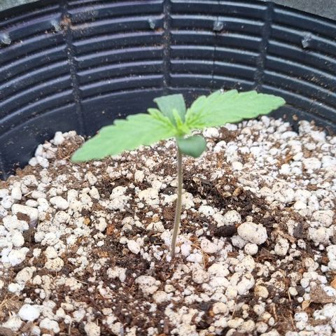 Sugar Black Rose Auto growlog timeline photo