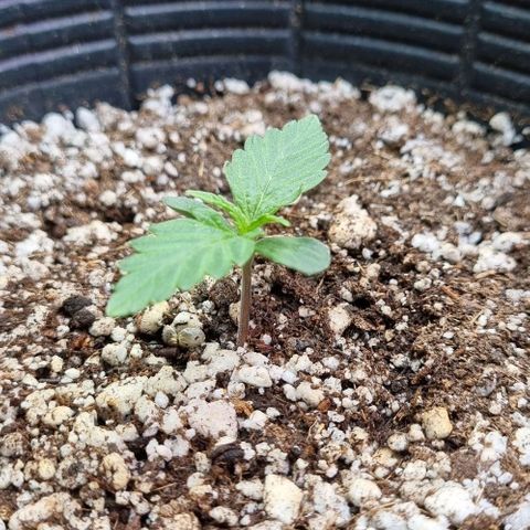 Sugar Black Rose Auto growlog timeline photo
