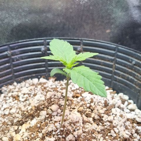 Sugar Black Rose Auto growlog timeline photo