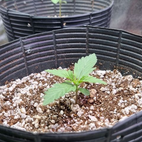Sugar Black Rose Auto growlog timeline photo