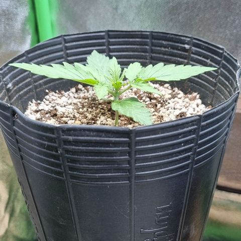 Sugar Black Rose Auto growlog timeline photo