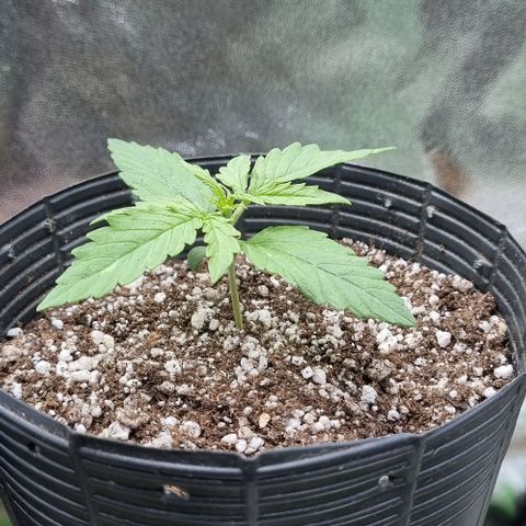 Sugar Black Rose Auto growlog timeline photo