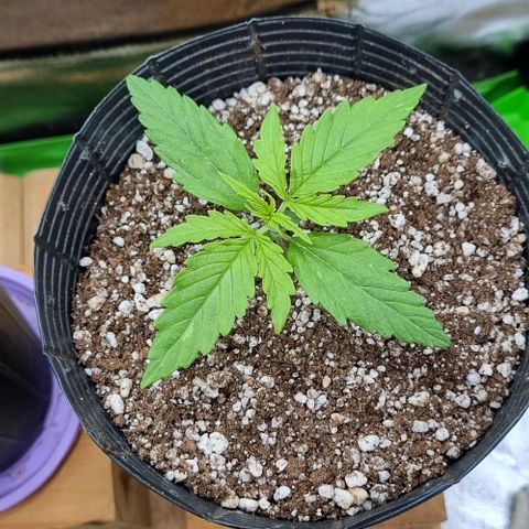 Sugar Black Rose Auto growlog timeline photo