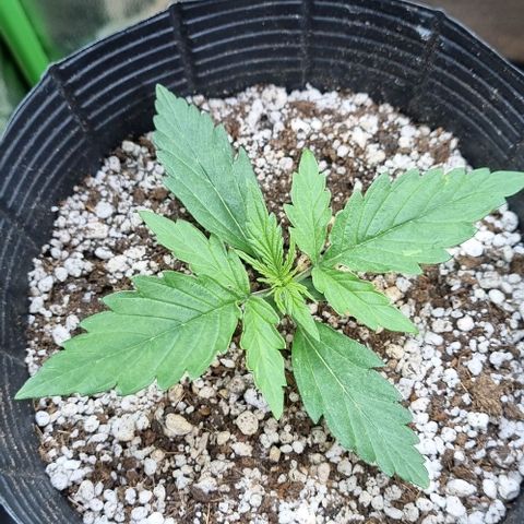 Sugar Black Rose Auto growlog timeline photo