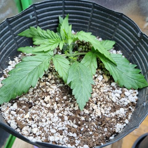 Sugar Black Rose Auto growlog timeline photo