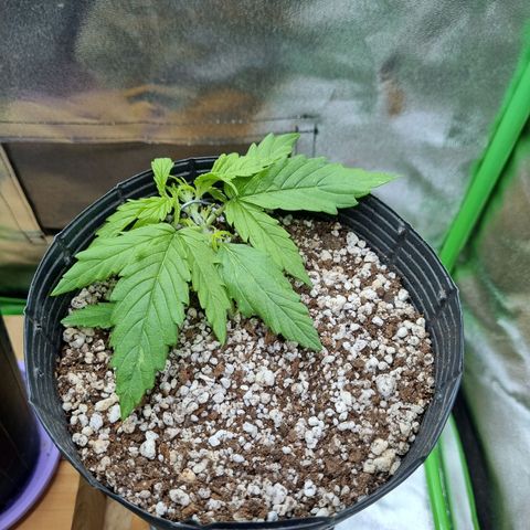 Sugar Black Rose Auto growlog timeline photo