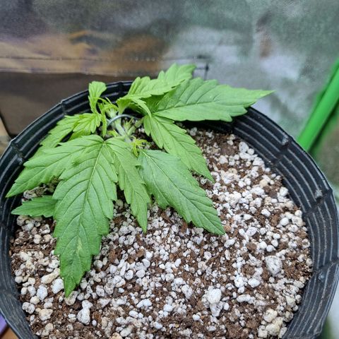 Sugar Black Rose Auto growlog timeline photo