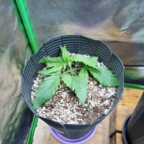 Sugar Black Rose Auto growlog timeline photo