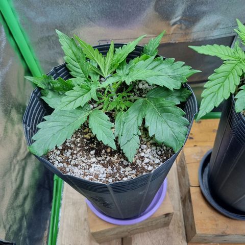 Sugar Black Rose Auto growlog timeline photo