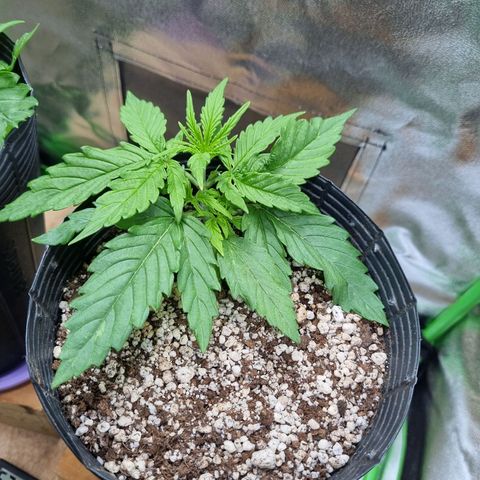 Sugar Black Rose Auto growlog timeline photo