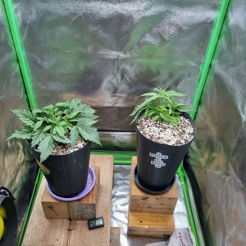 Sugar Black Rose Auto growlog timeline photo
