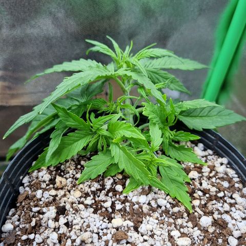 Sugar Black Rose Auto growlog timeline photo
