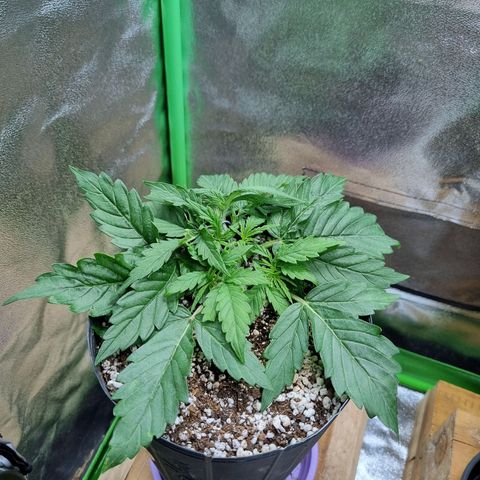 Sugar Black Rose Auto growlog timeline photo