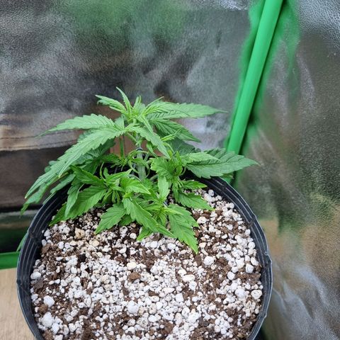Sugar Black Rose Auto growlog timeline photo
