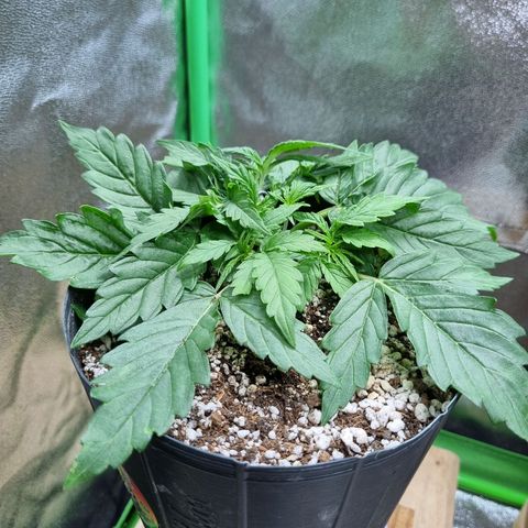 Sugar Black Rose Auto growlog timeline photo
