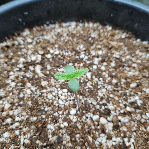 Cookies growlog timeline photo