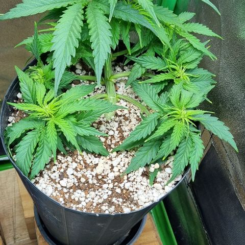 Sugar Black Rose Auto growlog timeline photo