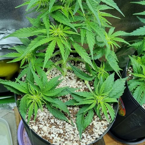 Sugar Black Rose Auto growlog timeline photo