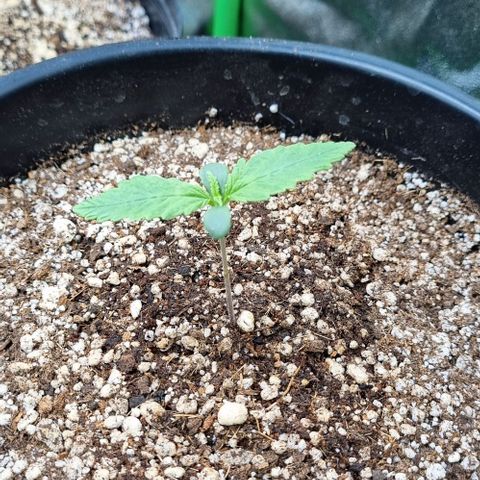 Cookies growlog timeline photo
