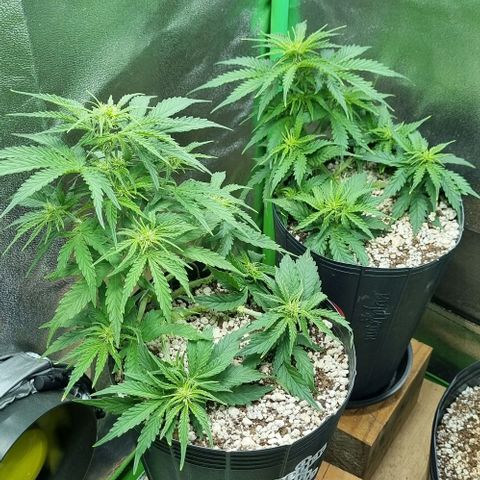 Sugar Black Rose Auto growlog timeline photo