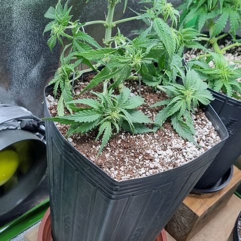 Sugar Black Rose Auto growlog timeline photo