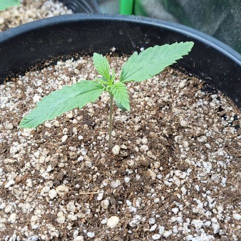 Cookies growlog timeline photo