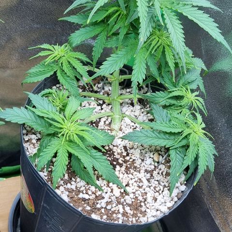 Sugar Black Rose Auto growlog timeline photo
