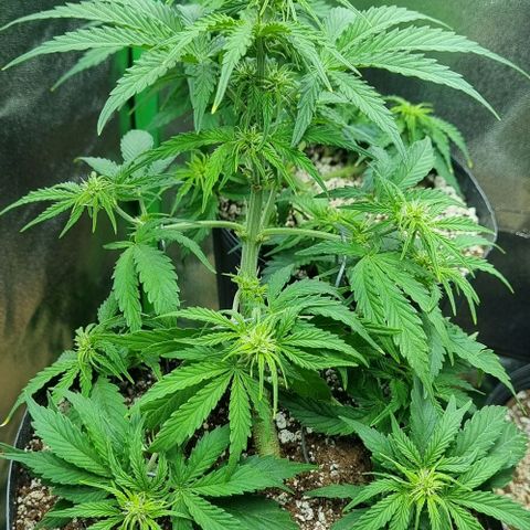 Sugar Black Rose Auto growlog timeline photo