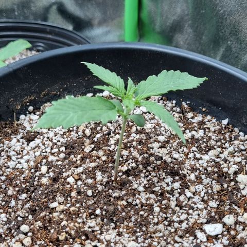 Cookies growlog timeline photo