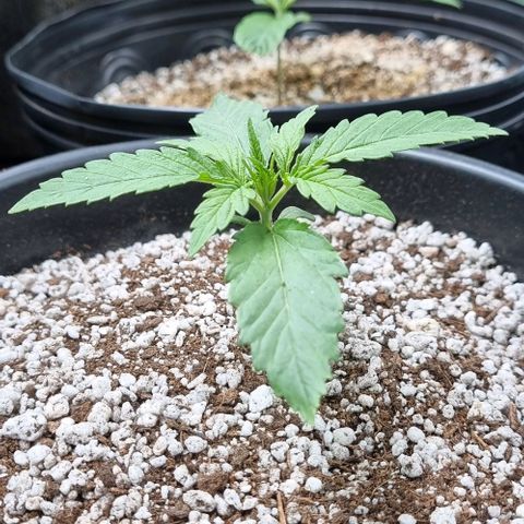 Cookies growlog timeline photo