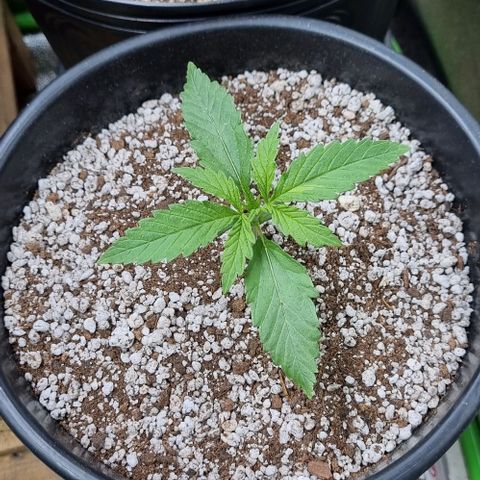 Cookies growlog timeline photo