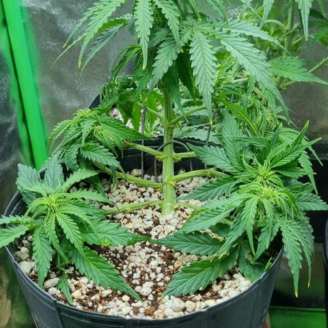 Sugar Black Rose Auto growlog timeline photo