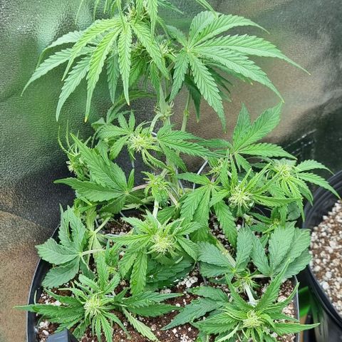 Sugar Black Rose Auto growlog timeline photo