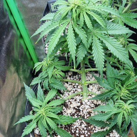 Sugar Black Rose Auto growlog timeline photo