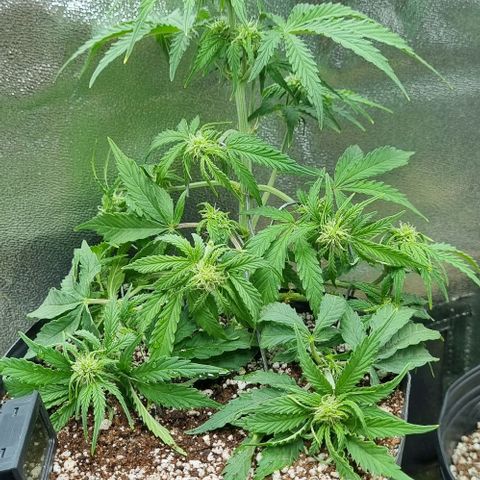 Sugar Black Rose Auto growlog timeline photo