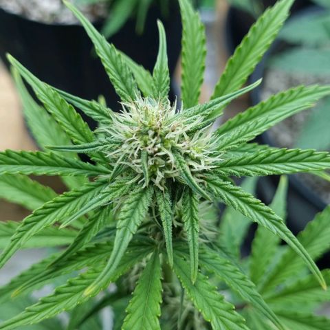Sugar Black Rose Auto growlog timeline photo