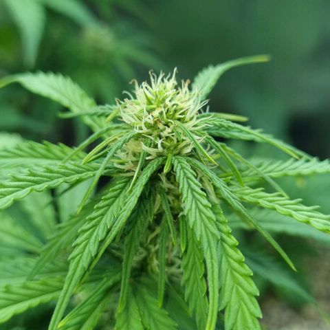 Sugar Black Rose Auto growlog timeline photo