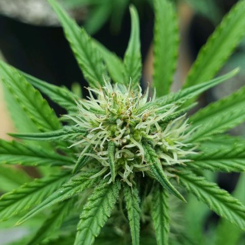 Sugar Black Rose Auto growlog timeline photo