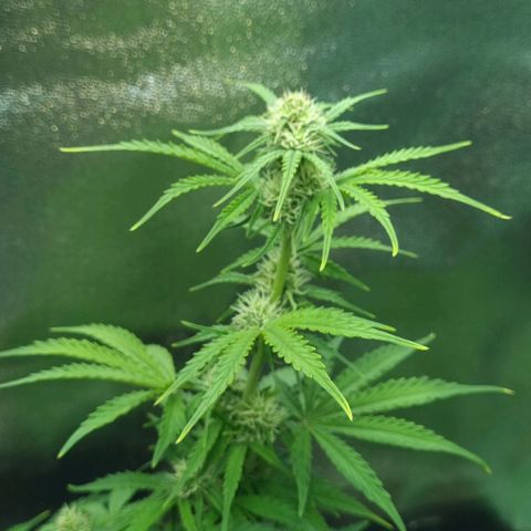 Sugar Black Rose Auto growlog timeline photo