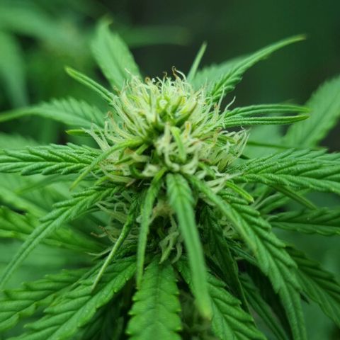 Sugar Black Rose Auto growlog timeline photo