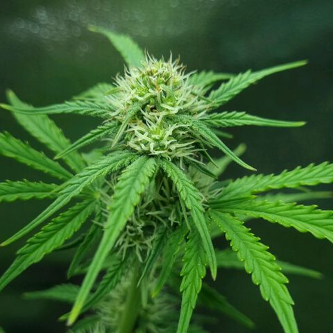 Sugar Black Rose Auto growlog timeline photo