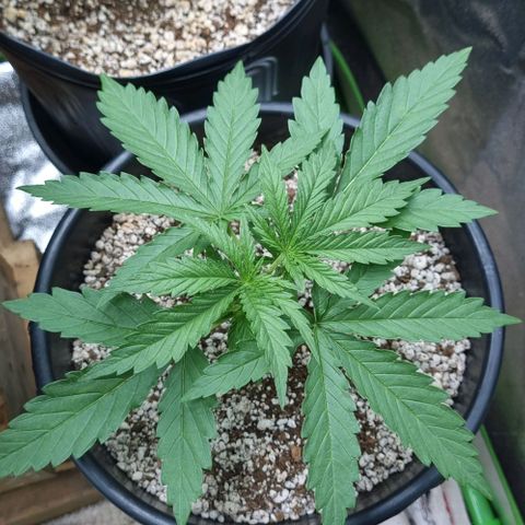 Cookies growlog timeline photo